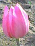 post-1-1208030957_thumb.jpg